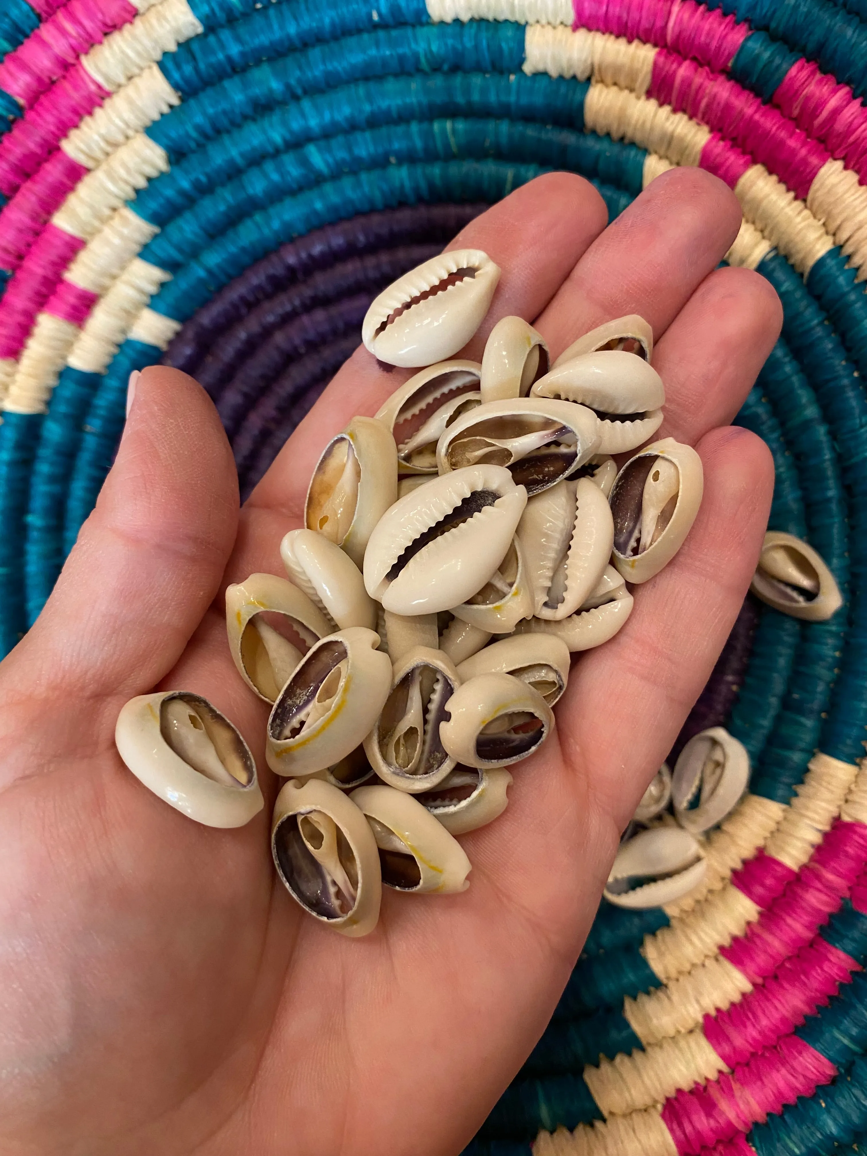 Sliced Cowrie